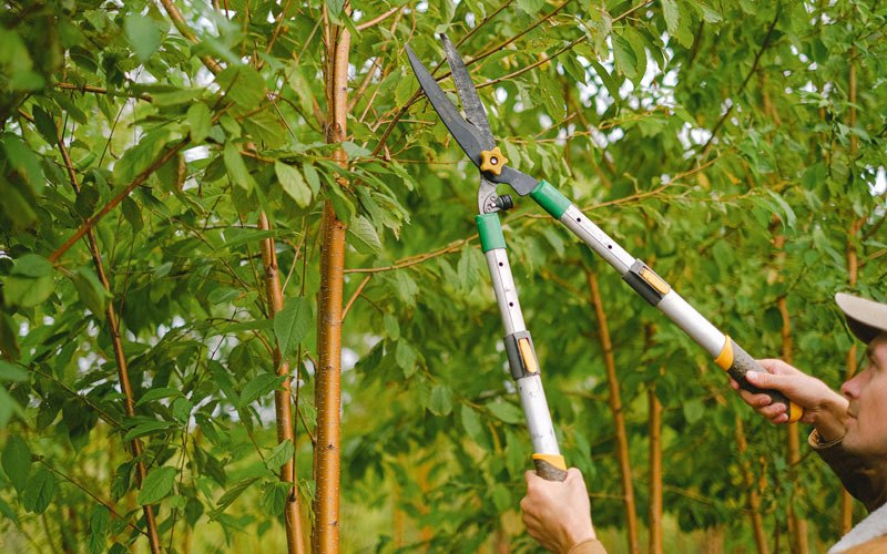 Tree trimming in Hanover, IN